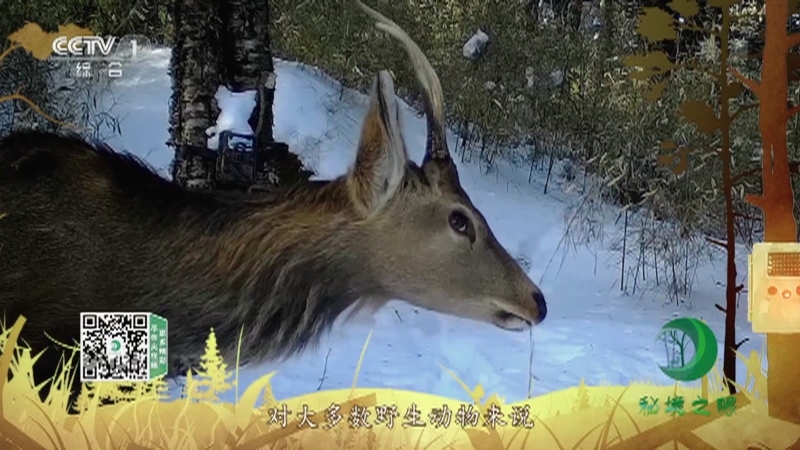 秘境之眼 《秘境之眼》 梅花鹿 20221028