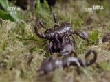 自然传奇 《自然传奇》 20170701 动物攻防战