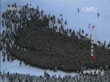 动物世界 《动物世界》 20160701 奇幻乐园·南乔治亚岛