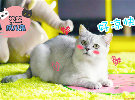 举起爪儿来 夏日猫咪散热法