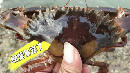 南澳岛赶海日记 小伙用鸡肉把地笼放海底，海螃蟹没吃过鸡肉不停往里钻，直接爆笼