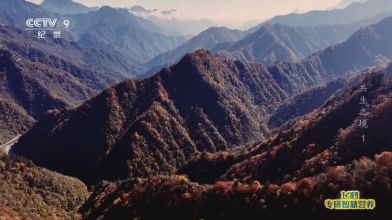 《共生之境 大熊猫国家公园唐家河片区》 第1集