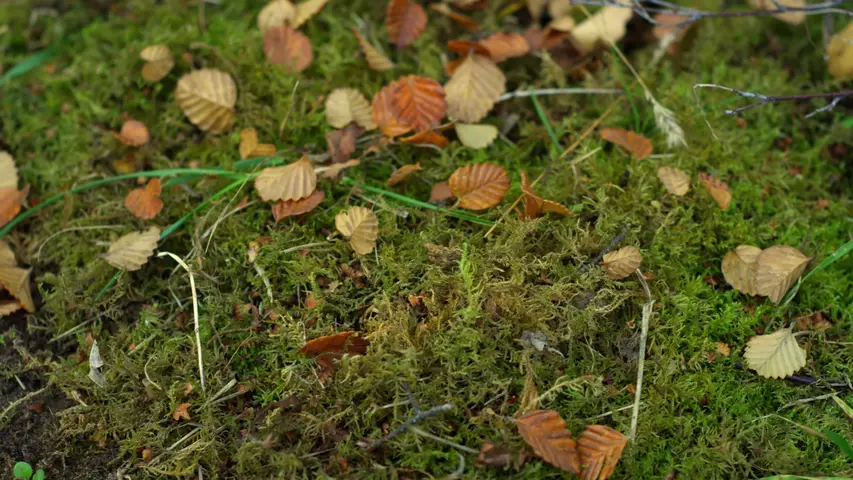 《奇幻岛屿》第1集