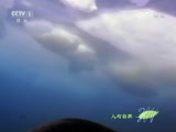 人与自然 《人与自然》 20161206 极地攻击（下）