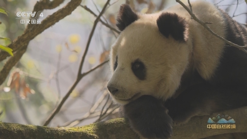 《远方的家》 20251209 中国自然秘境 巍巍秦岭 生命欢歌