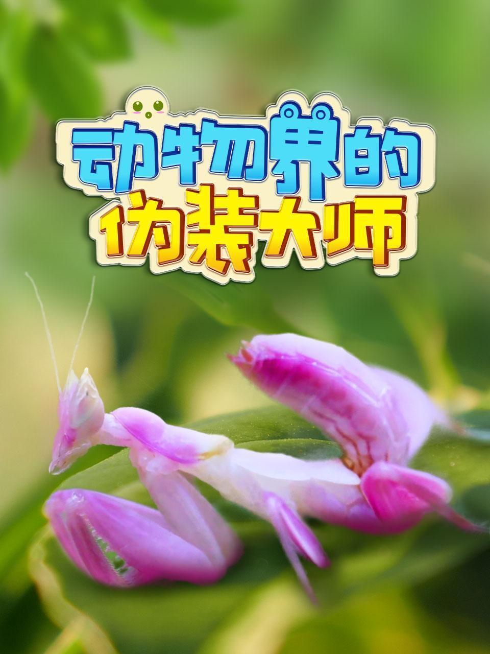 动物界的伪装大师