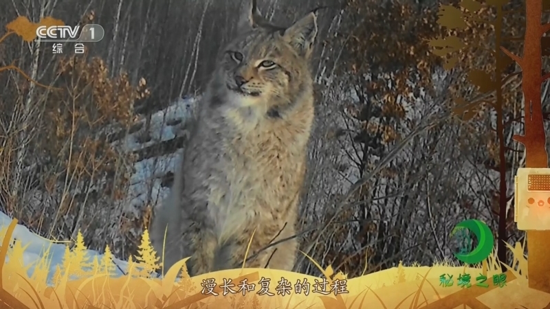 秘境之眼 《秘境之眼》 猞猁 20230926