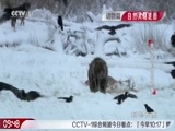 动物世界 《动物世界》 20161216 狼女王的传奇故事