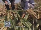 我爱发明 《我爱发明》 20141113 秸秆收运侠