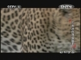 动物世界 《动物世界》 20130111 三角洲的顶级猎手（上）
