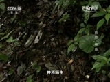 地理中国 《地理中国》 20160411 奇物迷象·后河“神鱼”