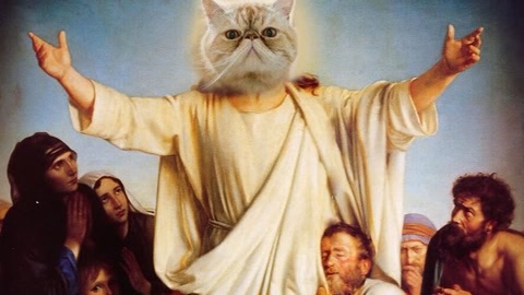 喵客帝国 越养猫越找不到对象！