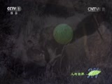 人与自然 《人与自然》 20141121 自然故事：玛拉玛拉的抗争-勇士不屈