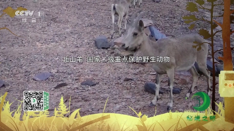 《秘境之眼》 北山羊 20210808