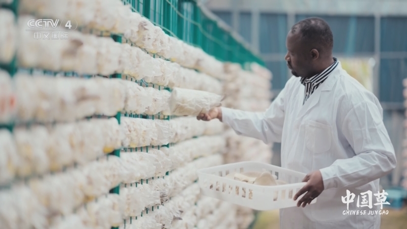 《中国草》 第5集 菌草之旅