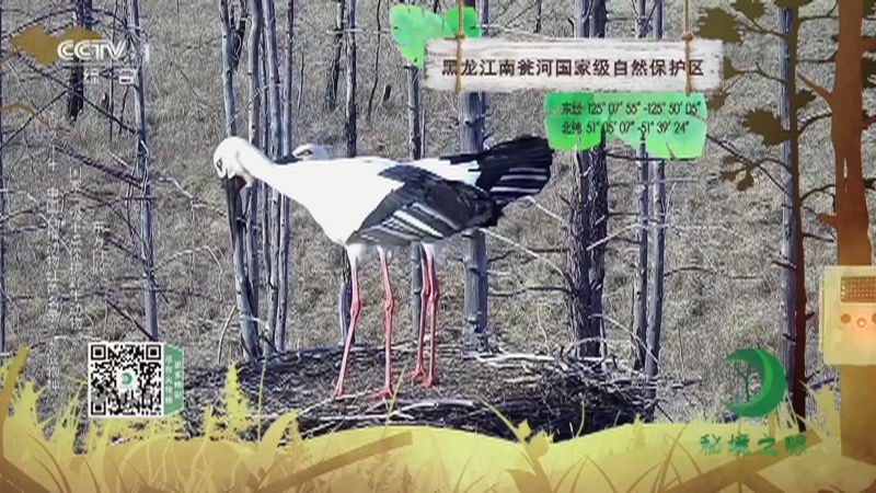 秘境之眼 《秘境之眼》 大鸨/东方白鹳/黑颈鹤/白鹤 20221007