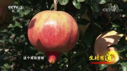 生财有道 《生财有道》 20191126 咱们家乡有特产 陕西临潼：红柿子 火石榴 好日子