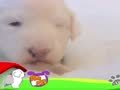 狗狗日记 第12天 眼睛睁开了
