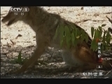 动物世界 《动物世界》 20130120 情义无价（五）