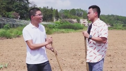 田地里的红宝石 五华高山红薯