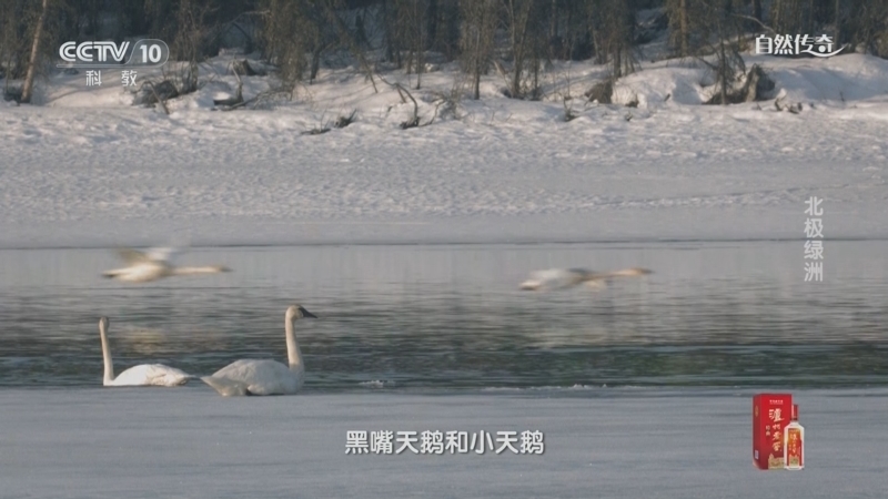 自然传奇 《自然传奇》 20250115 北极绿洲