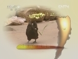 生财有道 《生财有道》 20120511 成都有个遛鸡哥