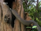 人与自然 《人与自然》 20160407 捕食者的本能——速度（下）