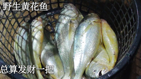 南澳岛赶海日记 彪哥终于捕到大黄鱼了，还一下子上了8条黄花鱼，总算发财一次了