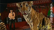 老故事 虎崽出生历险记
