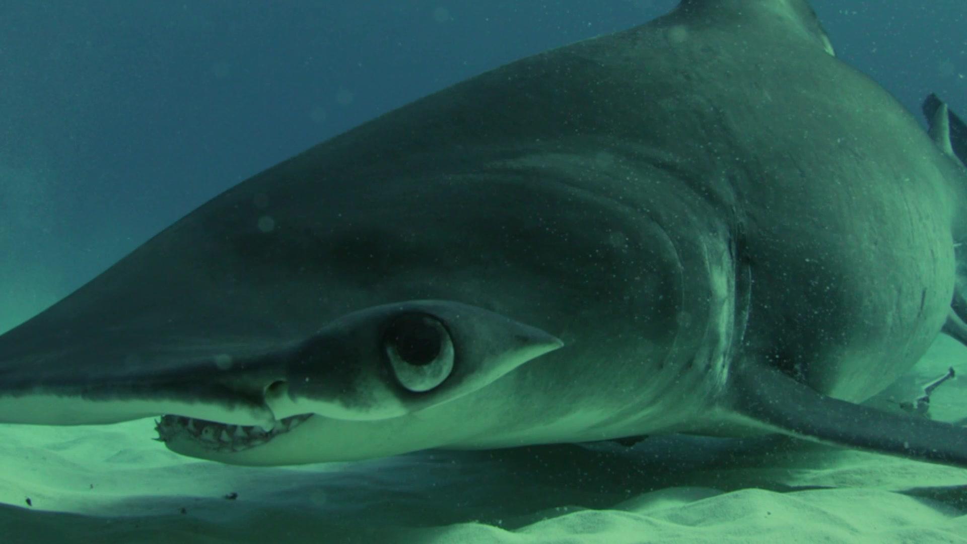 奇形怪物第一季 第4集