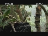 芝麻开门【央视】 《芝麻开门》 20140809 校园欢乐行（八）