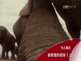 人与自然 《人与自然》 20160426 象群里的密探（上）