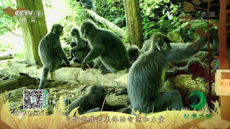 秘境之眼 《秘境之眼》 菲氏叶猴 20220509