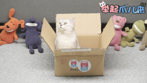 举起爪儿来 喵星人钻纸箱大挑战