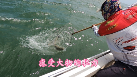 这个季节海鲈的拉力实在是太爽了，上大物的瞬间网友直呼过瘾