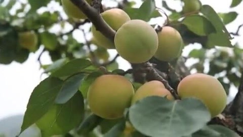 四海漫游 暑这儿凉快