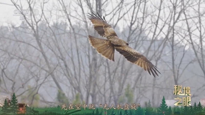 秘境之眼 《秘境之眼》 黑鸢 20250515