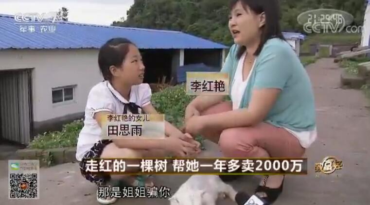 致富经 [致富经]走红的一棵树 帮她一年多卖2000万 20180323
