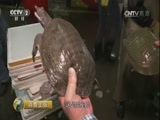 消费主张 《消费主张》 20170530 水产市场消费调查：甲鱼