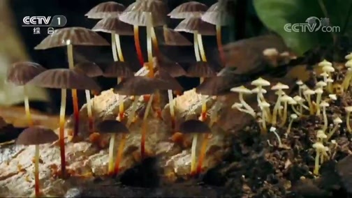 人与自然 《人与自然》 20200328 纯净的海岸