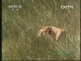 人与自然 《人与自然》 20130927 自然故事：猎豹妈妈传奇（下）