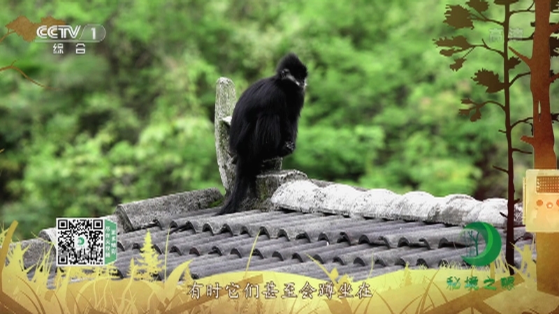 秘境之眼 《秘境之眼》 黑叶猴 20221213