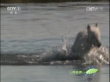 人与自然 《人与自然》 20150722 自然故事：北极的捕食者（下）