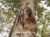 走近科学 《走近科学》 20150528 植物中的“钻石”