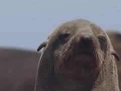 非洲自然写真（African Wild）第4集