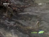 人与自然 《人与自然》 20161116 美丽中国——青藏高原（上）