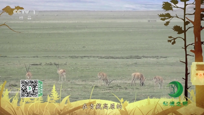秘境之眼 《秘境之眼》 藏羚 20230410