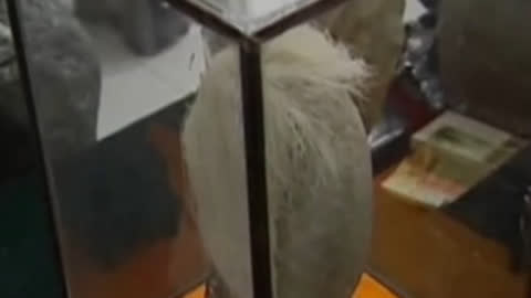 经典传奇 奇石诡异长白发 疑似白发魔女金身？！