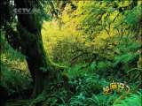 芝麻开门【央视】 芝麻开门 2010年 第252期