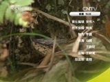 走近科学 《走近科学》 20150326 寻找巨型五步蛇